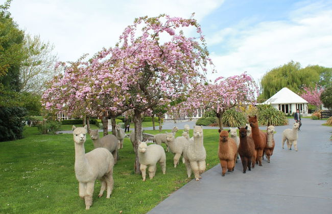 Silverstream Alpaca Farmstay and Tour - Foto 51