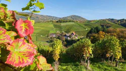 Terrassenpark Apartments - Foto 5