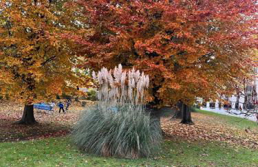 Champions Deluxe - Foto 19