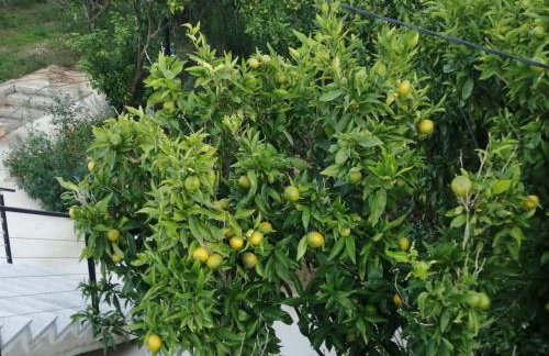 Dream Beloc House Lopud Island - Photo 61