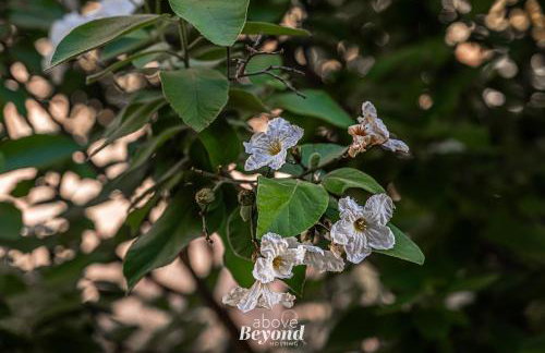 Kiki on the Lake - Foto 53