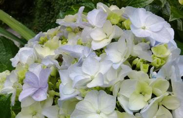 Mansão Adonai nas Cachoeiras de Penedo - Photo 14