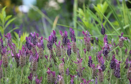 Am Stadtgarten - Foto 10