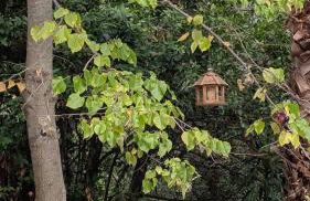 La Rose & Le Loup - Foto 28