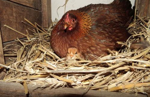 Ferien- und Gästewohnung Zallnerhof am Elberadweg in Steutz - Foto 15