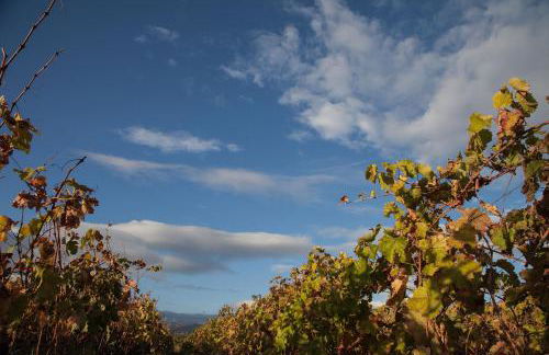 Feudo Vagliasindi -Wine Experience- - Foto 72