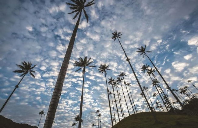 SAN PEDRO SALENTO APARTAHOTEL - Photo 29