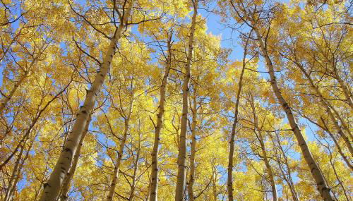 Crazy Horse Condo - Foto 3