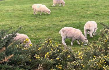 Stanton Lodge Cottage - sleeps 5 - Foto 32