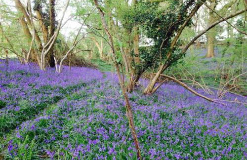 Standard Hill Cottage - Photo 15