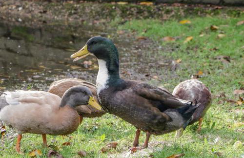 Phoenix House - Foto 52