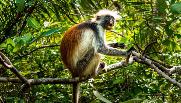 Escursione alla foresta di Jozani - Foto 2