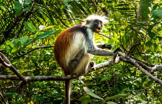 Excursión al Parque Nacional de Jozani - Foto 2