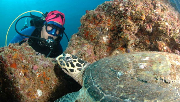 Découvrez la faune marine d’Acapulco