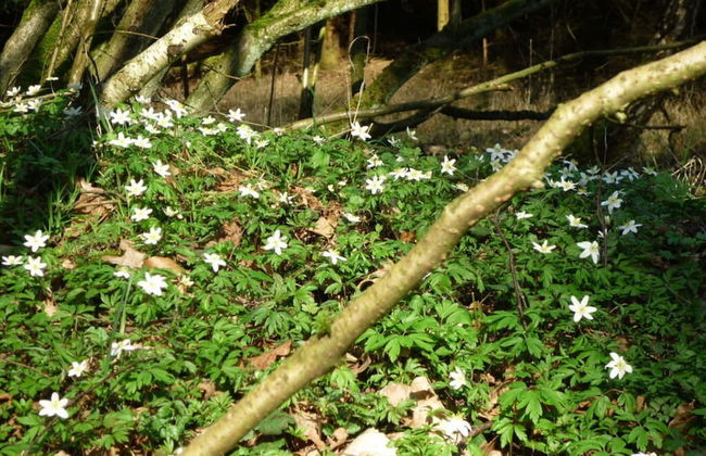 Holiday House by the Lake - Foto 16