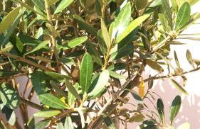 Lago 21 - Garden Terrace & Lake view - Photo 30