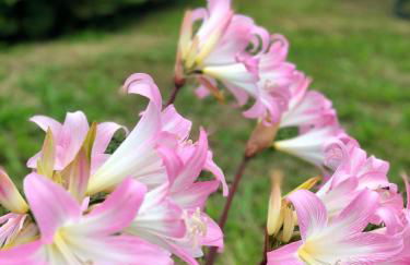 Quinta Da Bela Vista - Photo 51