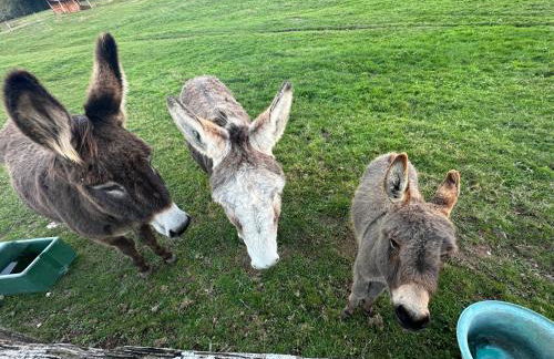 Les Perruchons ancienne grange rénovée avec soin - Foto 55
