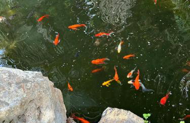 Taburiente - Foto 66