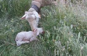 CASA DA VIZINHA, QUINTA DAS MEMÓRIAS - Photo 47