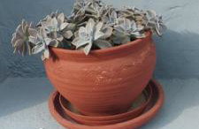 Nenita Home - Foto 33