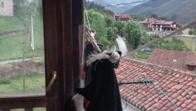 La casa de los gatos - Foto 2