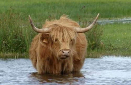 Succom'baie au cottage de la Maye - Foto 37