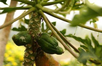 Casa Papaya 1, La Palma - Foto 26