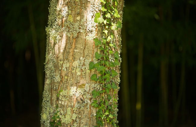 Rusticae Casa A Pedreira - Photo 39