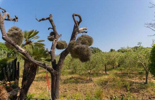 FINCA SA SINI - Foto 28