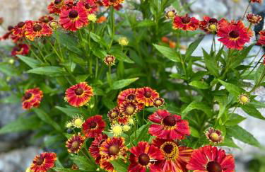 Alpine Chalet CESA VEDLA -nature & silence - Foto 14