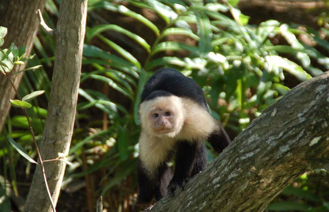 Tour de caiaque por Isla Damas - Foto 8