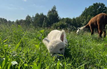 Ulinia Zacisze Dom Comfort 70m2 - Photo 58