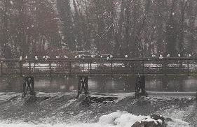 Park Line garden - Foto 24