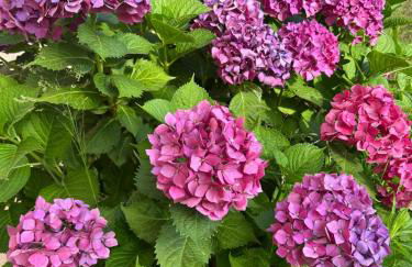 Villa Giens - Plage à pied -9 couchages - Foto 58