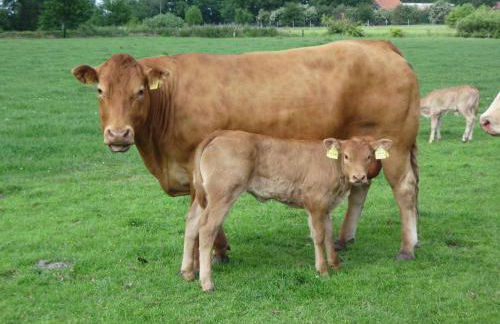 Ferienhof "Karl" - Foto 19