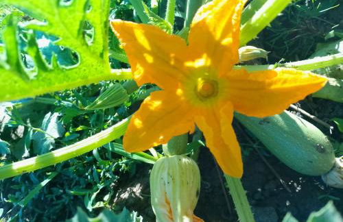 Agriturismo la Fattoria al Crocefisso - Foto 11