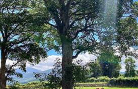 Stone Wall Cottage - Foto 9