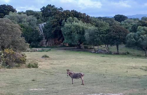Pasigà- Jacuzi privata vicino Olbia - Foto 15