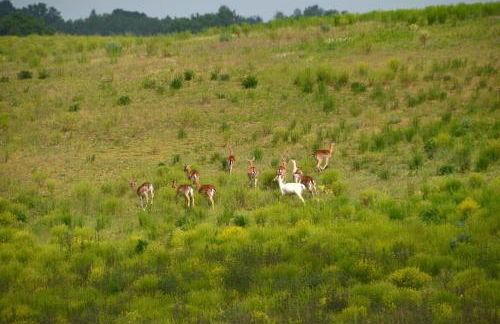 Ferienhaus Früh am See - Photo 30