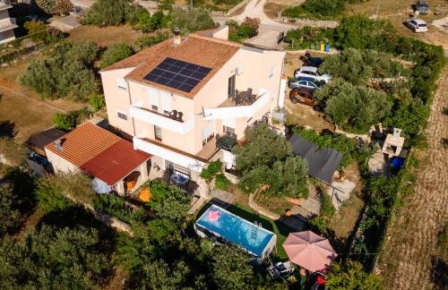 Dalmatian - Photo 48