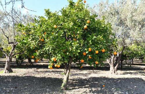 Villa Kavalino - Foto 21