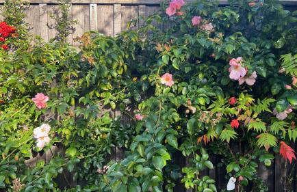 Craig Cottage 3BR Tayport Near St Andrews - Foto 25