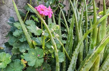 Refúgio Sereno São Seba - Foto 6