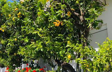 Lemon tree's house - Foto 37