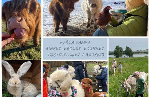 Kaszuby, agroturystyka z alpakami- pokój z łazienką - Foto 29