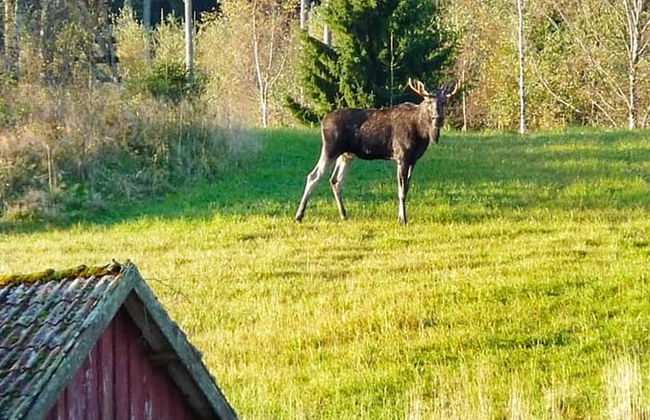 4 Person Holiday Home in Hedekas-by Traum - Foto 7