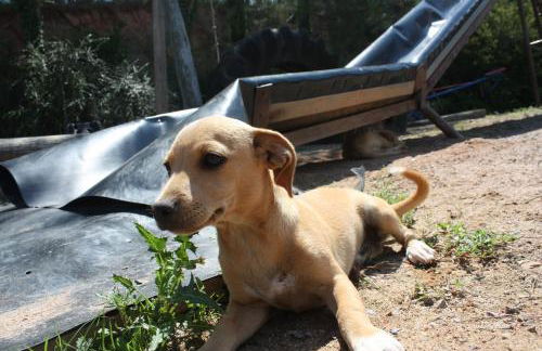 Mas Puig Roig - Foto 45