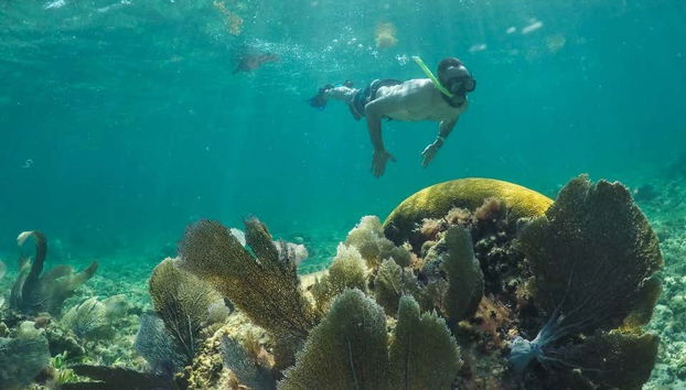 Snorkeling in the Riviera Maya
