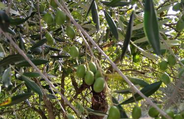 la masseria di Antonio e Teresina - Foto 36